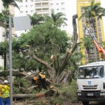 Quatro equipes do DPJ foram mobilizadas para a retirada da grande árvore (Fotos José Pedro Martins)