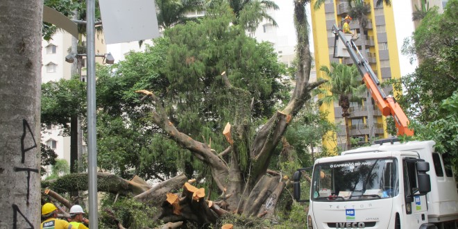 Prefeitura monta “operação de guerra” para retirada de árvore que caiu no Centro de Convivência