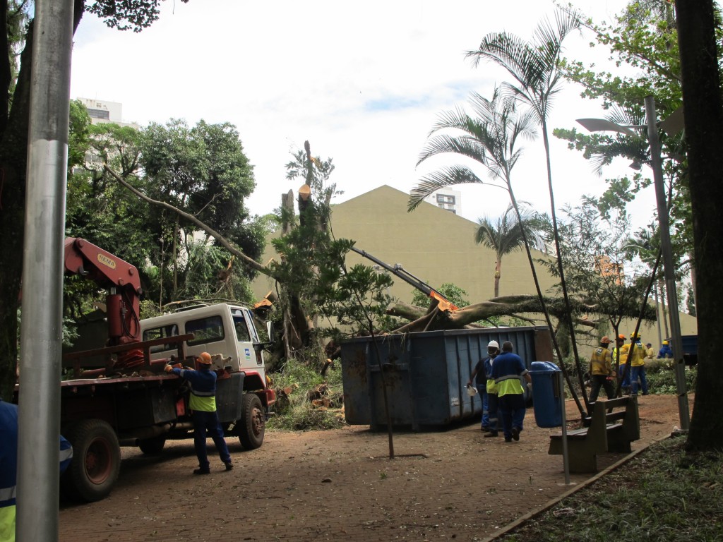 Remoção de árvore mobilizou várias equipes e recursos da Prefeitura