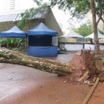 Árvore que caiu no Centro de Convivência, no Cambuí, em Campinas, após as fortes chuvas (Fotos José Pedro Martins)