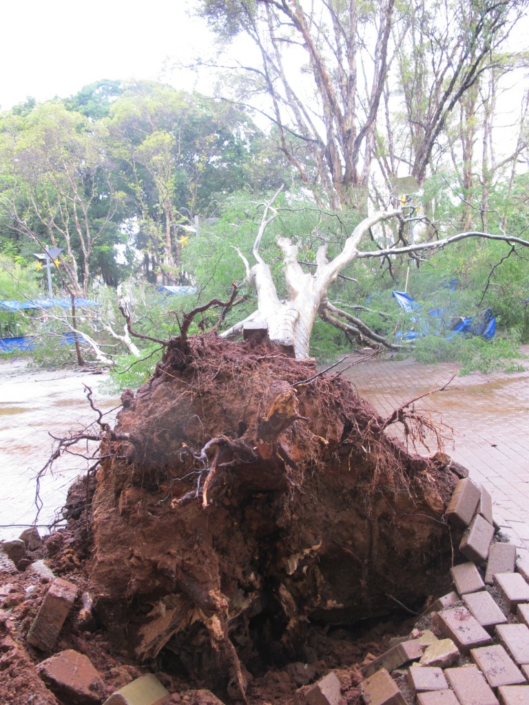 A outra árvore caiu do lado da rua São Pedro, próximo à feira especial de Natal 