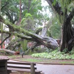 Uma das maiores árvores do Centro de Convivência foi ao chão após as fortes chuvas desta terça em Campinas (Fotos José Pedro Martins)