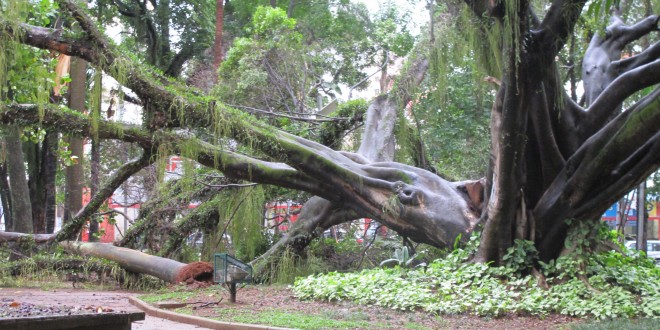 Centro de Convivência Cultural tem duas quedas de árvores após fortes chuvas