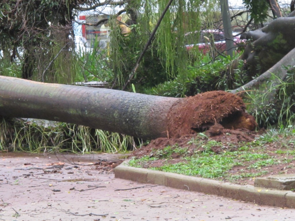 Outra árvore que caiu no Centro de Convivência após as fortes chuvas do início do Verão em Campinas