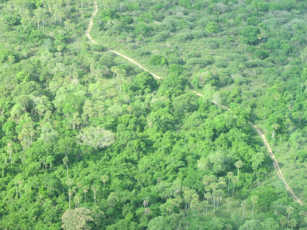 Pantanal, um dos biomas já cobertos com projetos de ZEE