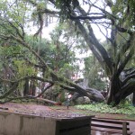 Uma das árvores que caíram no Centro de Convivência Cultural, no Cambuí, no final de 2014 (Fotos José Pedro Martins)