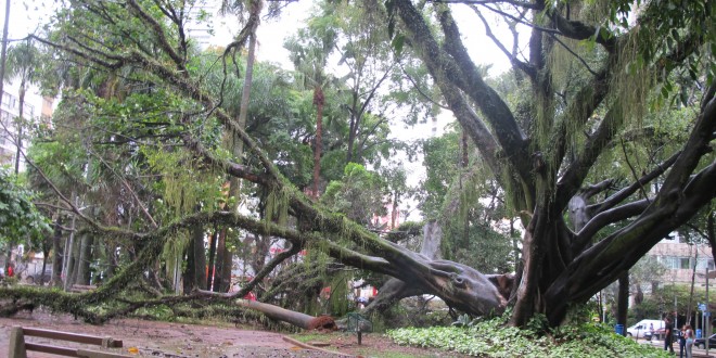 Queda recorde de árvores em 2014 indica impacto de mudanças climáticas em Campinas