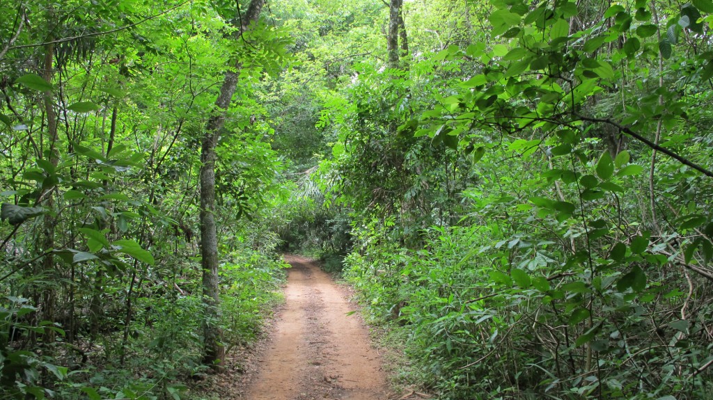 Reserva de mata nativa: muitos biomas brasileiros correm sério risco