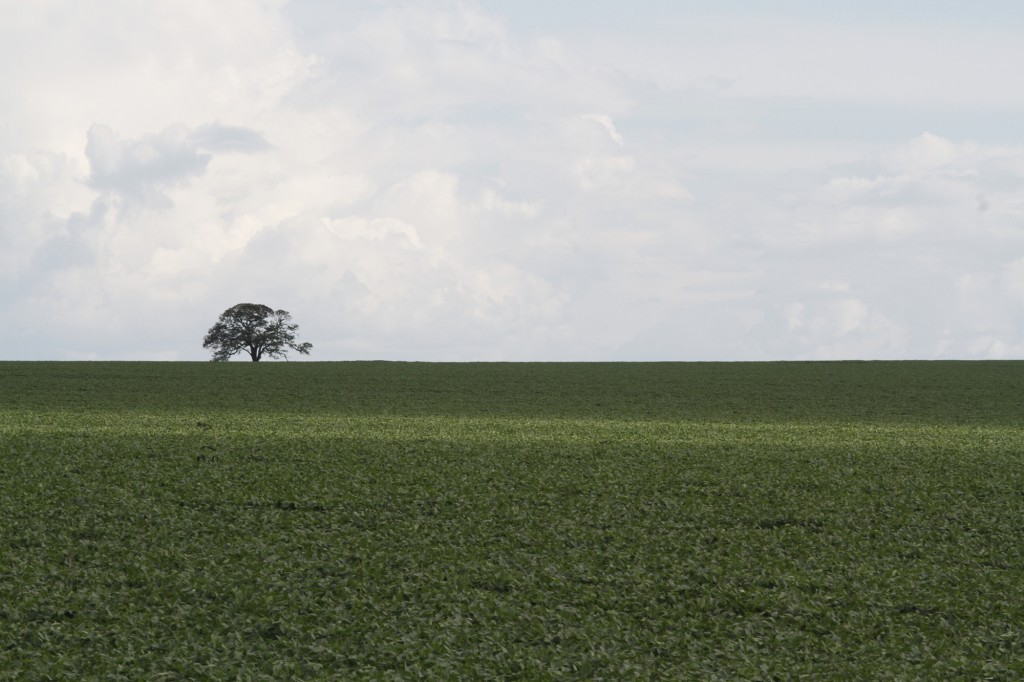 Plantação de soja no Centro-Oeste: Cerrado é um dos biomas mais ameaçados
