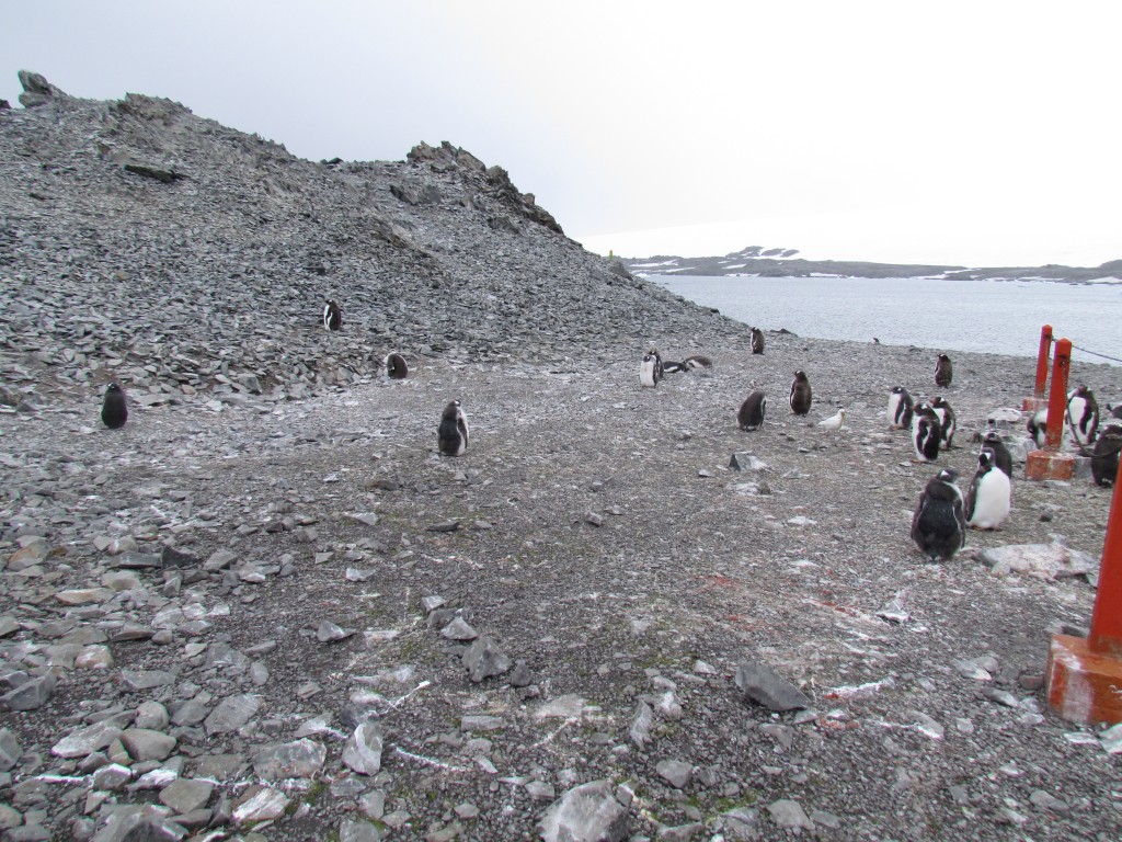 Colônia de pinguins, símbolos da vida em abundância na Antártica (Foto Camila Signori)