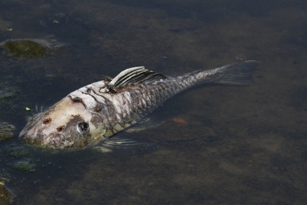 Peixe morto no rio Piracicaba: bacia  lidera o triste ranking de mortandades em 2014 (Fotos Adriano Rosa)  
