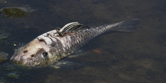 Mortandade de peixes dispara em 2014 e região de Campinas é “hexacampeã”