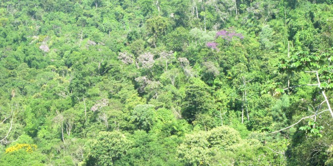 País com maior biodiversidade, Brasil pode ficar de fora de conferência das Nações Unidas