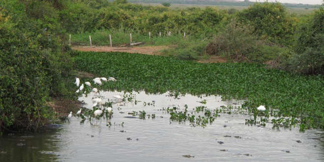 SESC Pantanal, área de proteção e ecoturismo que inclui um dos Sítios Ramsar no Brasil