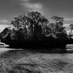 Árvores Baobá, foto de Sebastião Salgado, parte da exposição "Genesis"