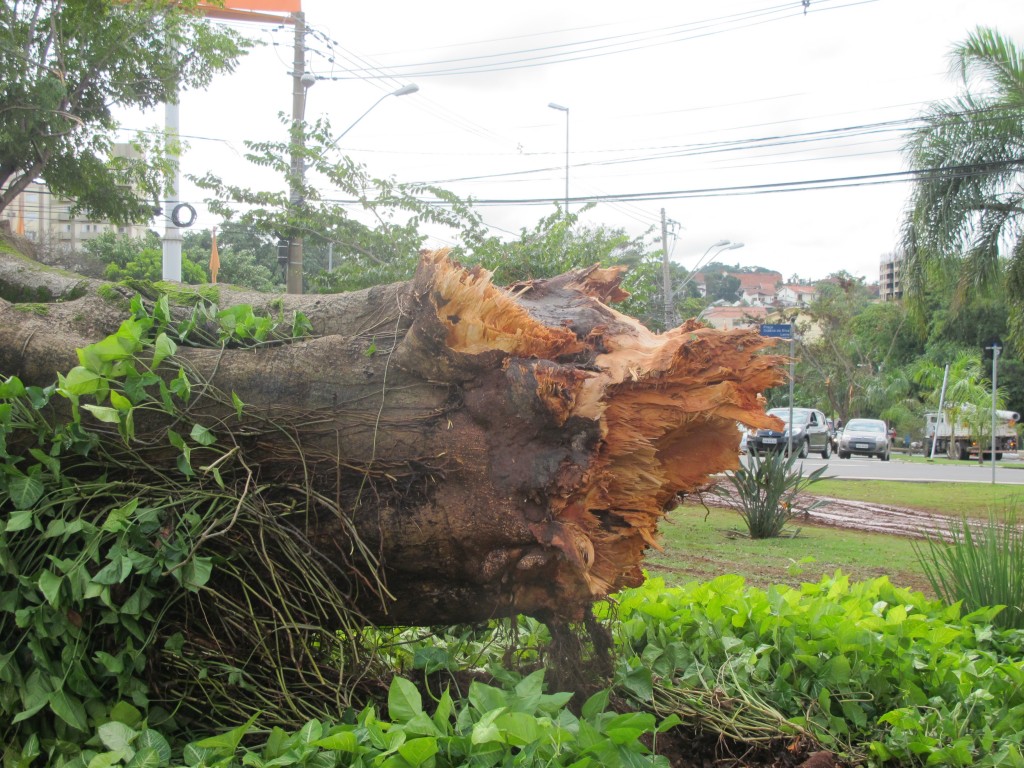 Estado do tronco mostra a força das "microexplosões" no dia 5 de junho de 2016 em Campinas (Foto José Pedro Martins)
