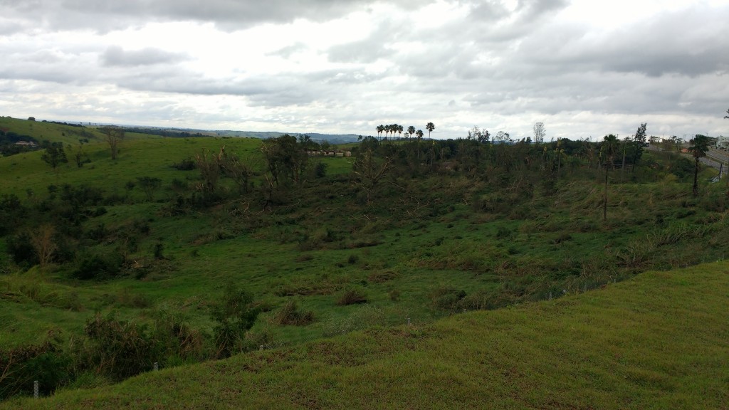 Nas proximidades do San Conrado, mais árvores destruídas (Foto José Pedro Martins)