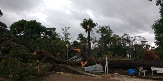 Dos jequitibás às palmeiras, a rota da destruição na Campinas pós-microexplosão