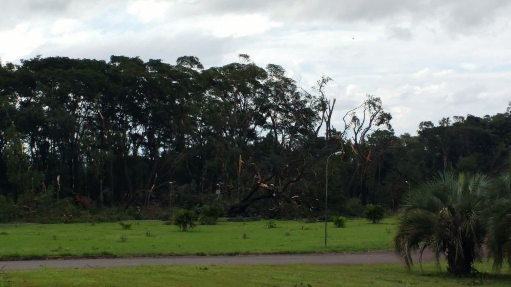 Muitas árvores atingidas na Fazenda Santa Elisa, do IAC (Foto José Pedro Martins)