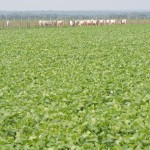 Exemplo de integração de lavoura e pecuária, com soja e gado nelore no Mato Grosso (Foto Gabriel Faria / Embrapa Agrossilvipastoril)