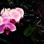Orquídea que dona Márcia nos deu quando nasceu Fé. E que floriu no seu aniversário de um ano. (Foto Rafa Carvalho/Arquivo Pessoal)