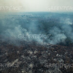 Incêndio na floresta amazônica em Altamira, no Pará (Foto Victor Moriyama/Greenpeace)