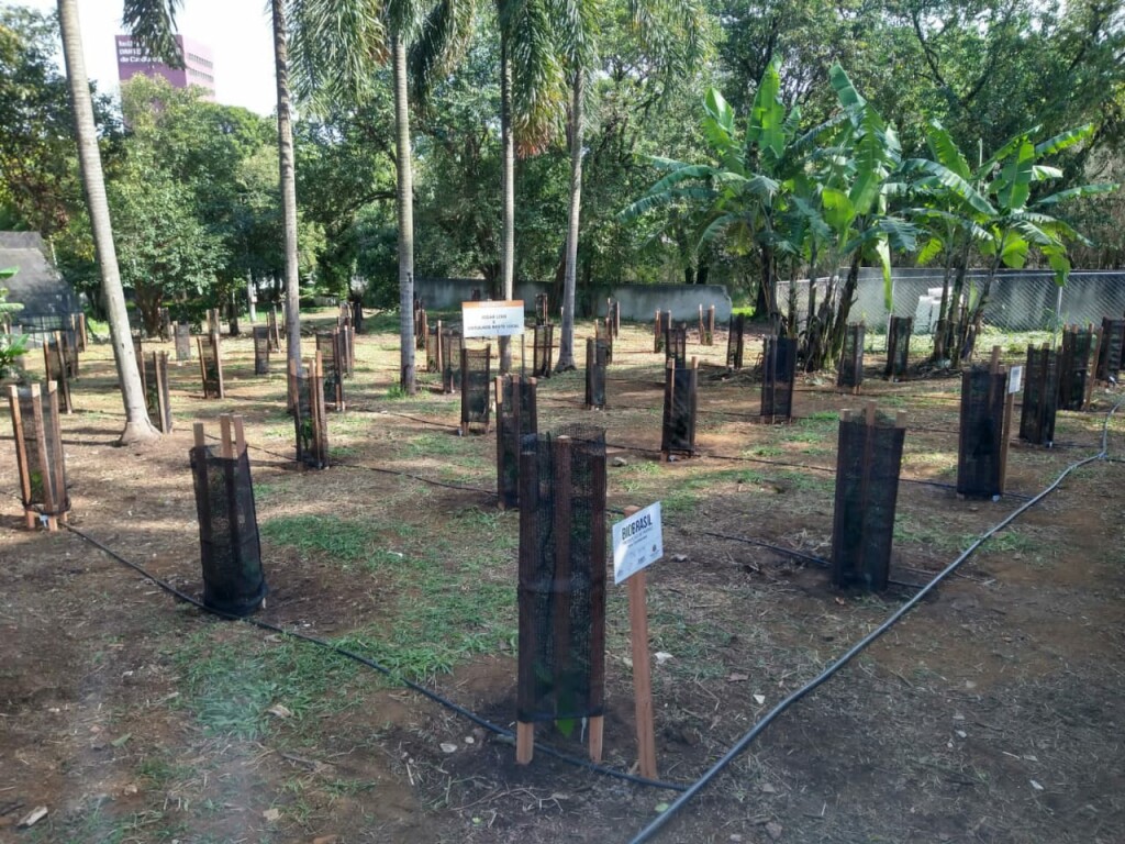 Área plantada por crianças com cacau ao lado do Ibirapuera: símbolo de uma cultura emergente no estado (Foto Divulgação)
