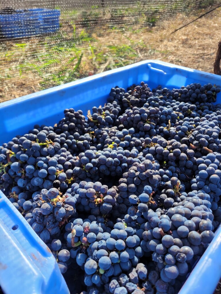 Amostra da produção de uvas usadas nos vinhos de Terras Altas (Fotos Divulgação)