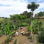 Manejo de sistema agroflorestal no Sítio Vale das Cabras, em Campinas (Foto Divulgação)