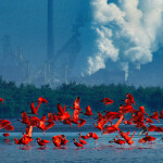 Araquém Alcântara tem um olhar especial para as fotos de natureza, contextualizando os fatos e denunciando (Foto Araquém Alcântara)