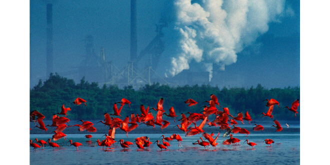 Araquém Alcântara: 50 anos de arte nas fotos de natureza