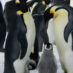 Pinguim Imperador, agora na lista de ameaçados de extinção (Foto Pixabay)