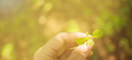 A boa nova da Comissão Pastoral da Ecologia