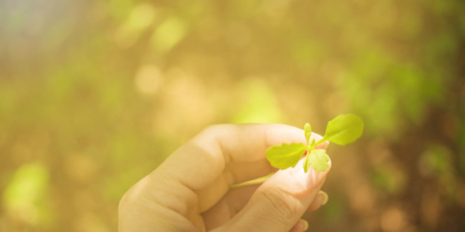 A boa nova da Comissão Pastoral da Ecologia