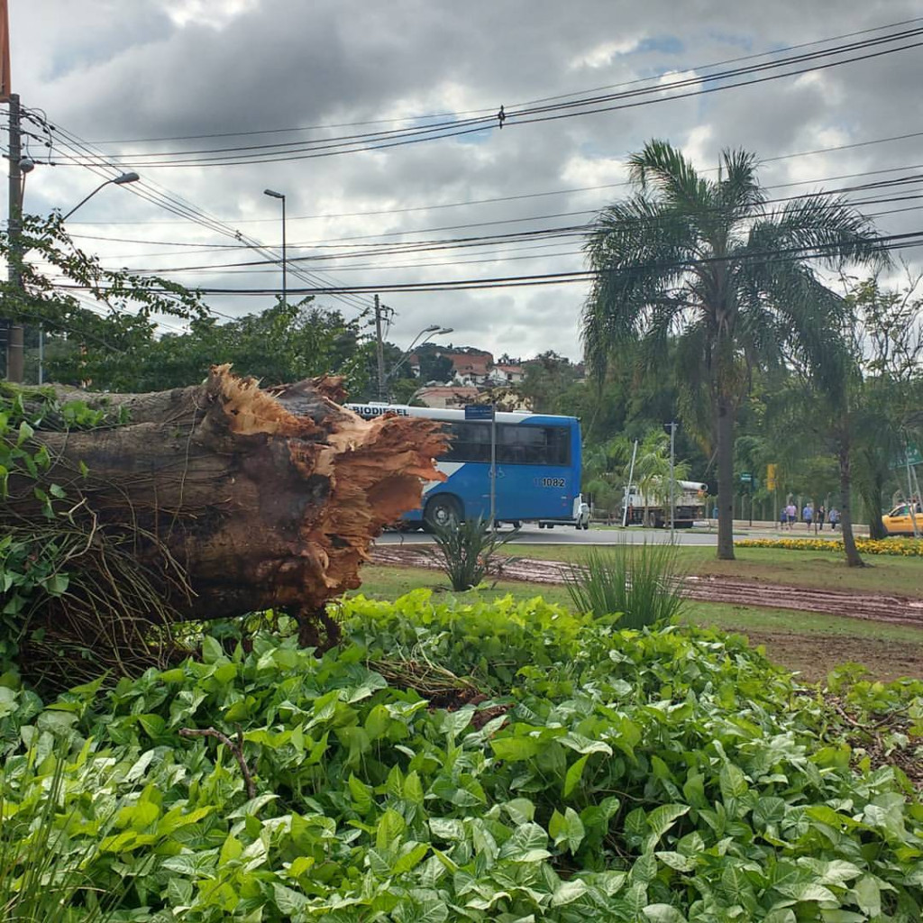Árvore de grande porte derrubada em função da microexplosão atmosférica em Campinas (Foto José Pedro Soares Martins)