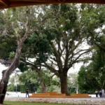 Sesc Caborê, em Paraty, RJ: integrado à paisagem da região, materializa o encontro entre arte, natureza e território no ano em que a instituição celebra 80 anos. Foto: Tânia Rêgo/Agência Brasil